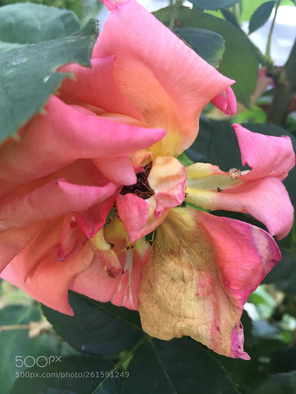 Apple iPhone 6 sample photo. Flower photography