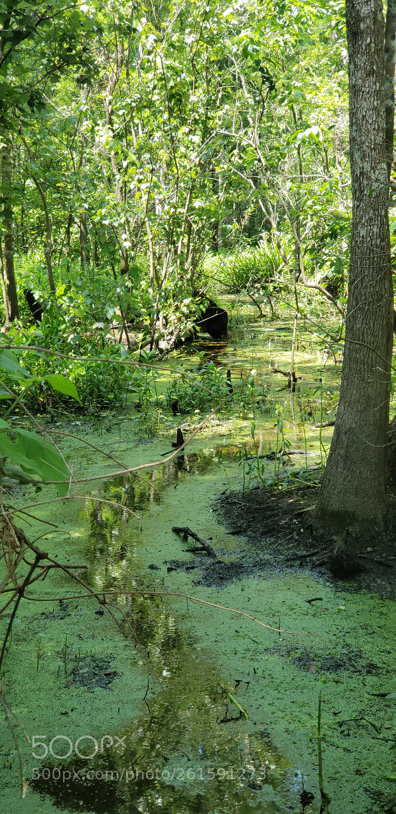 Samsung Galaxy S9+ sample photo. Swamp photography