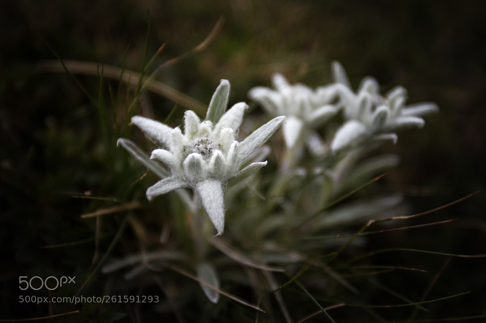 Canon EOS 70D sample photo. Edelweiss photography