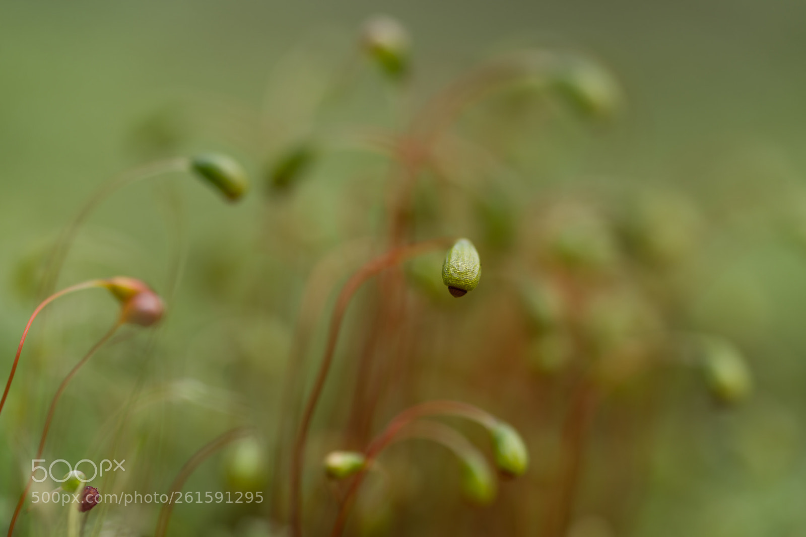 Sony a7R II sample photo. Moss_detail photography