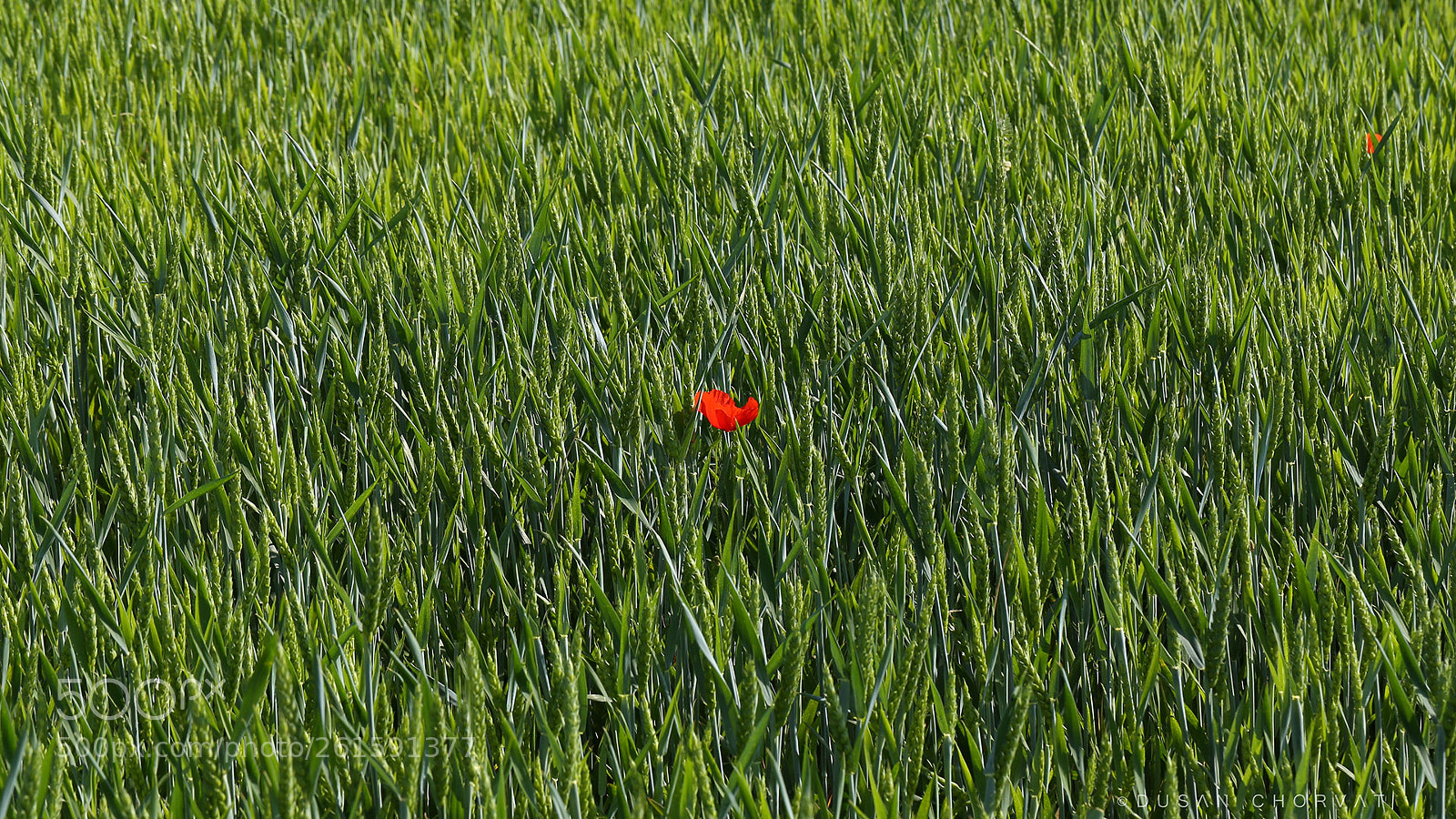 Canon EOS 6D sample photo. The one photography