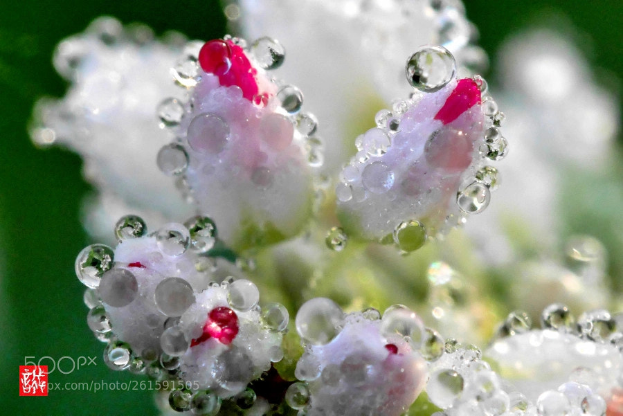 Panasonic Lumix DMC-GX7 sample photo. Morning dew 0610 photography