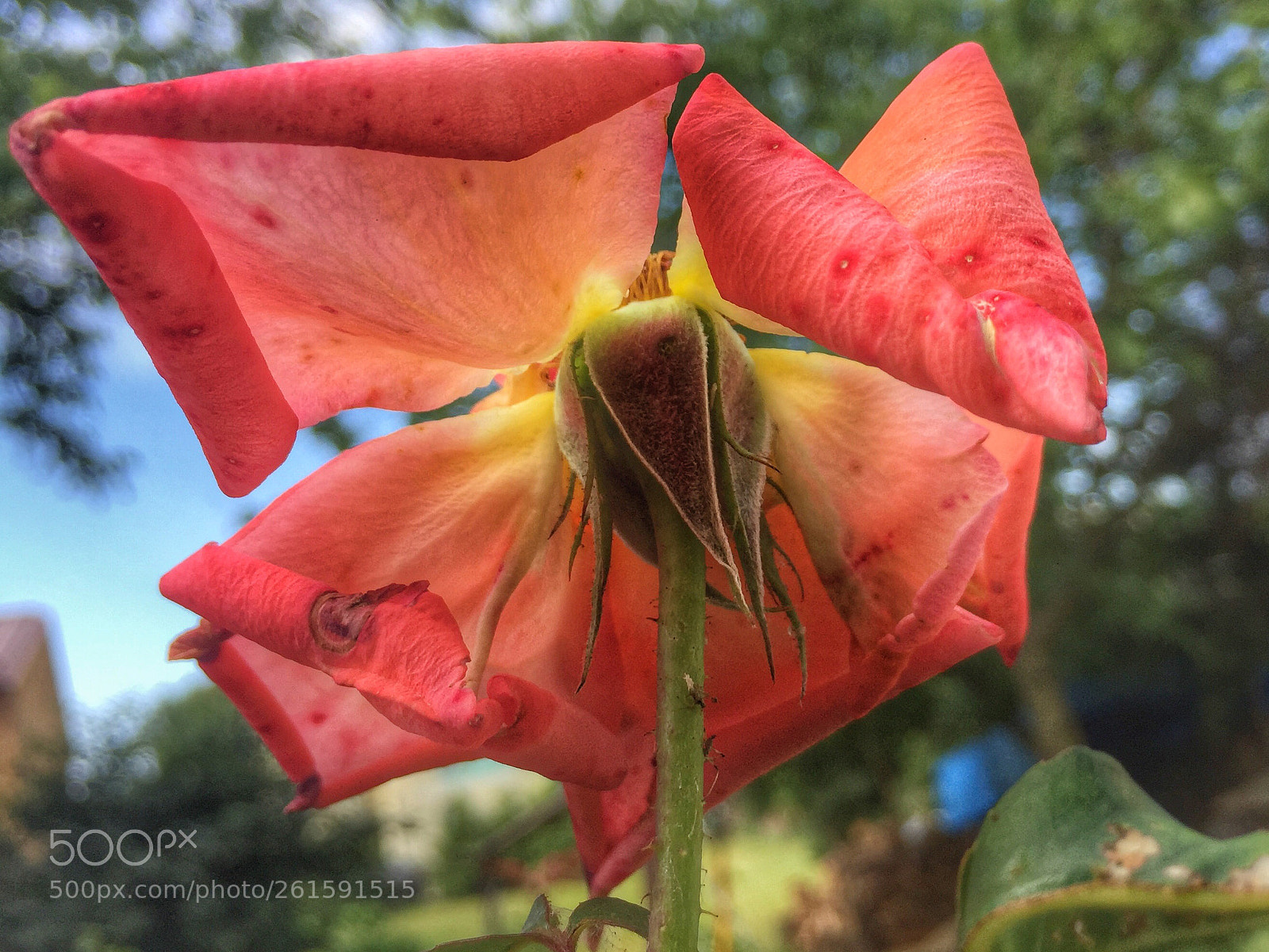 Apple iPhone 6 sample photo. Flower photography