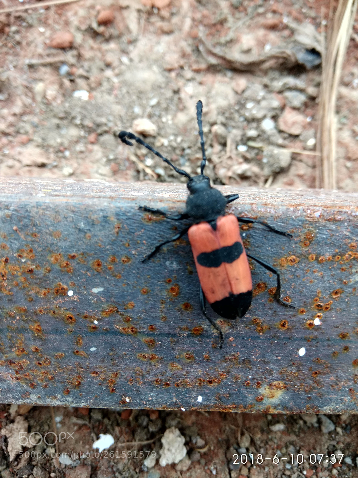 Xiaomi Redmi Note 4 sample photo. Insect mansoon photography