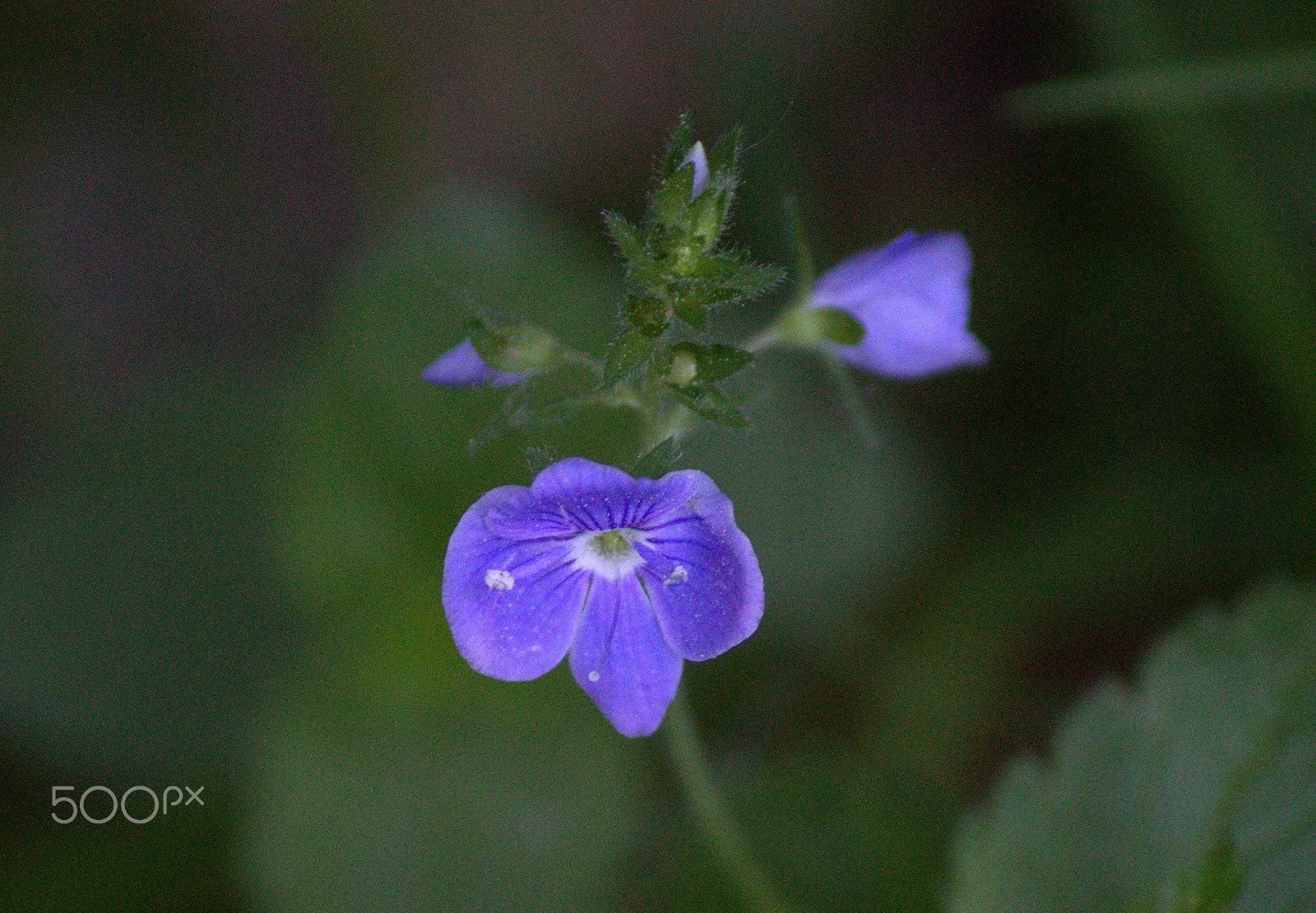 Canon EF-S 55-250mm F4-5.6 IS sample photo. Blue photography