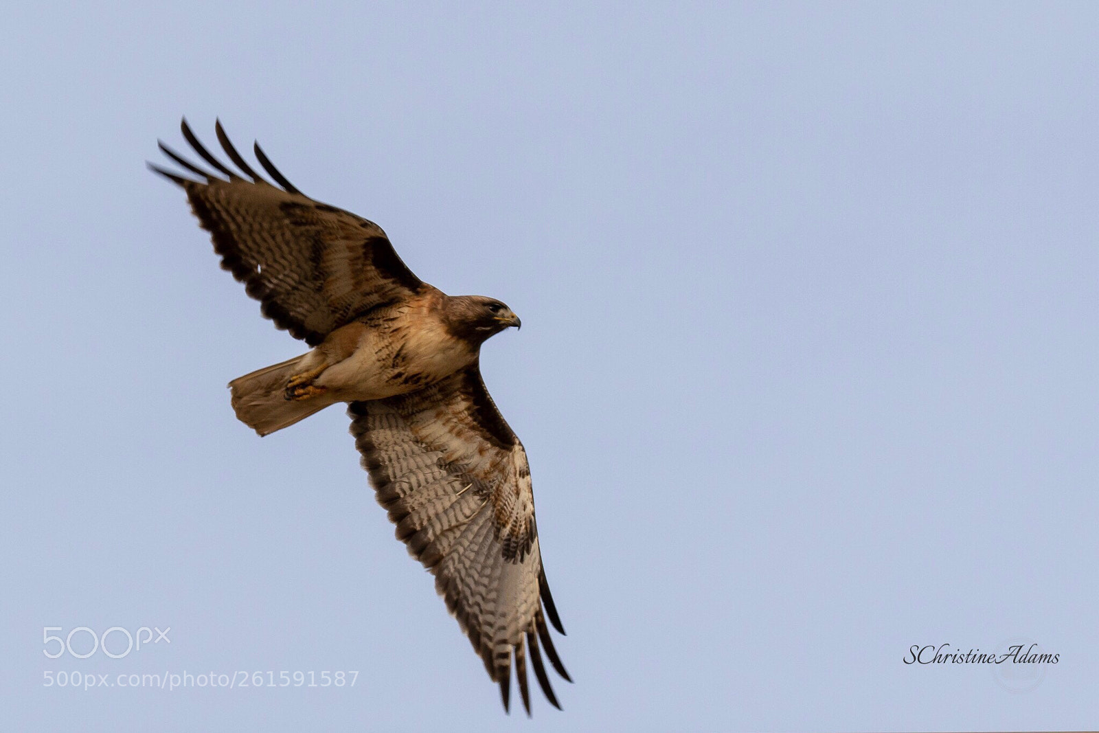 Canon EOS 7D Mark II sample photo. Red tailed hawk photography
