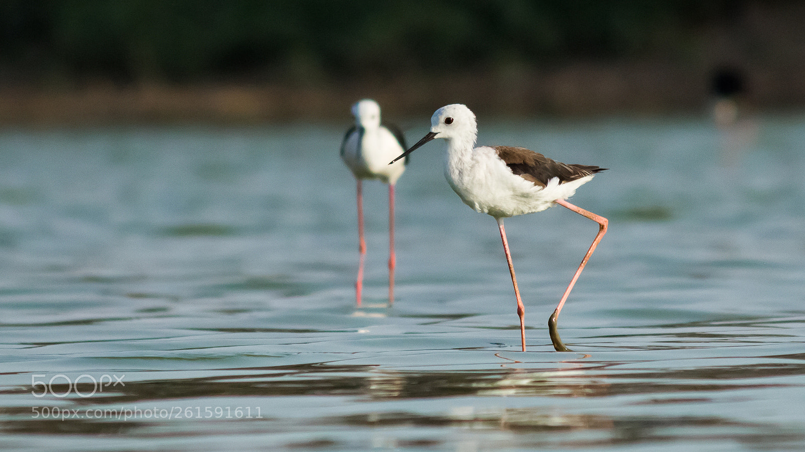 Canon EOS 700D (EOS Rebel T5i / EOS Kiss X7i) sample photo. Black-winged stilt photography