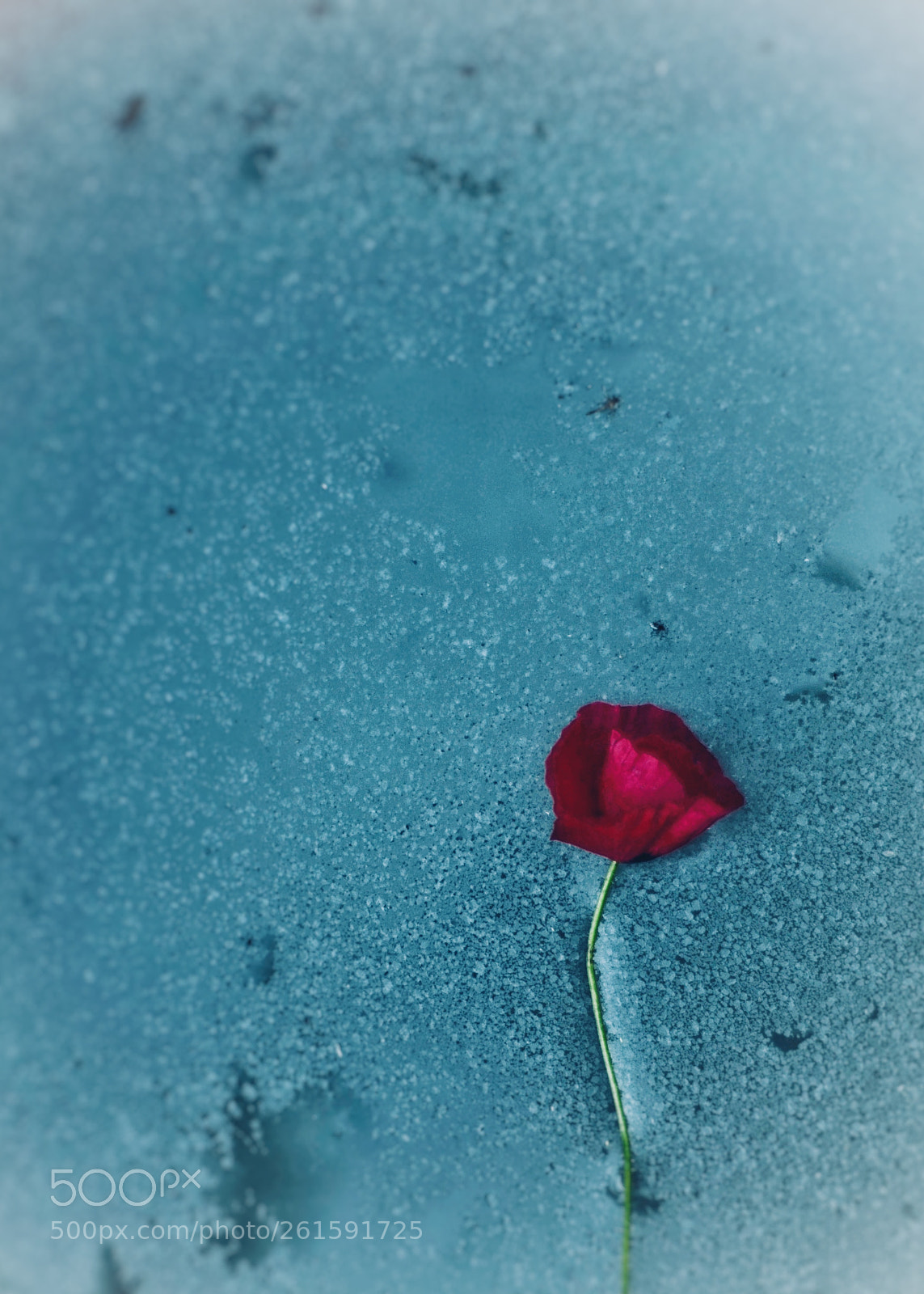 Nikon D7000 sample photo. Untitled photography