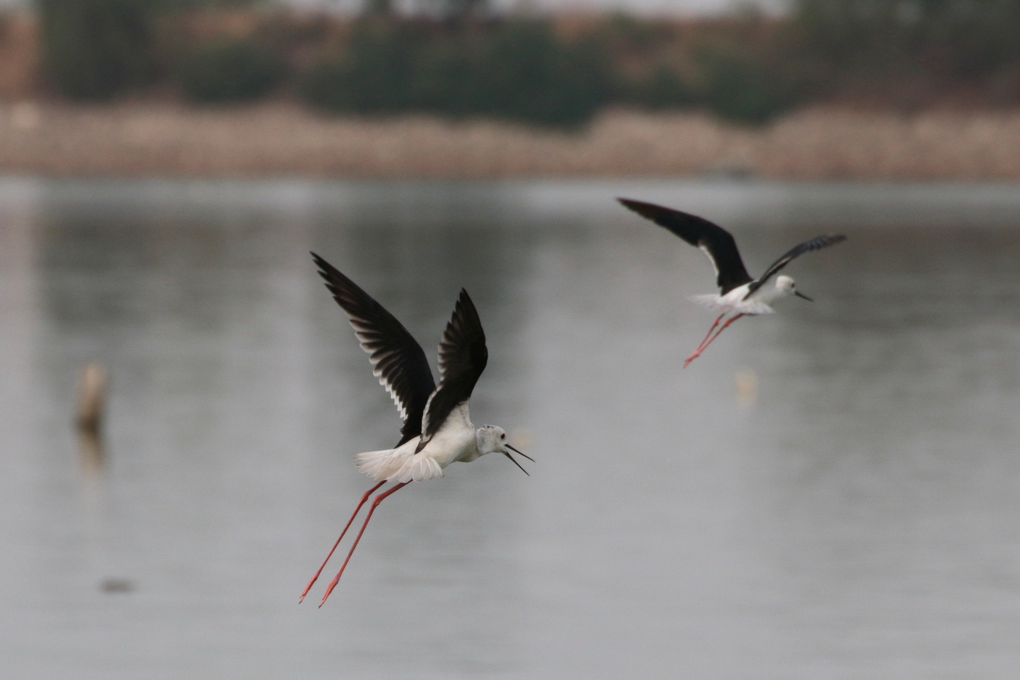 Canon EOS 70D + Tamron SP 35mm F1.8 Di VC USD sample photo. Lets fly photography