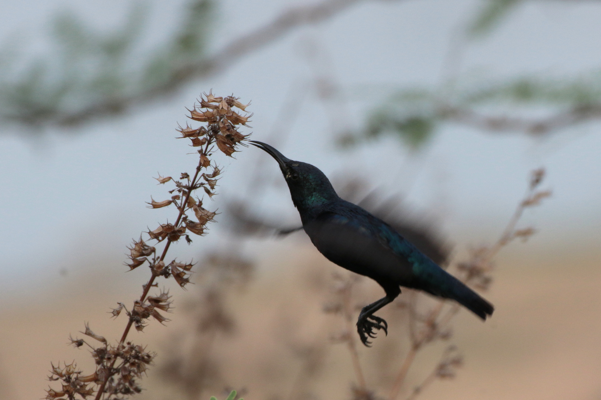 Canon EOS 70D + Tamron SP 35mm F1.8 Di VC USD sample photo. Purple sunbird photography