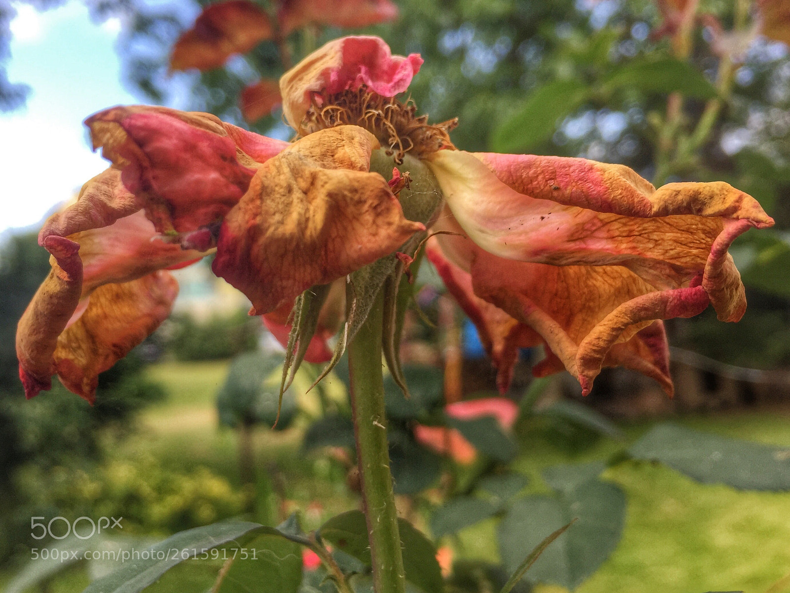 Apple iPhone 6 sample photo. Rose photography