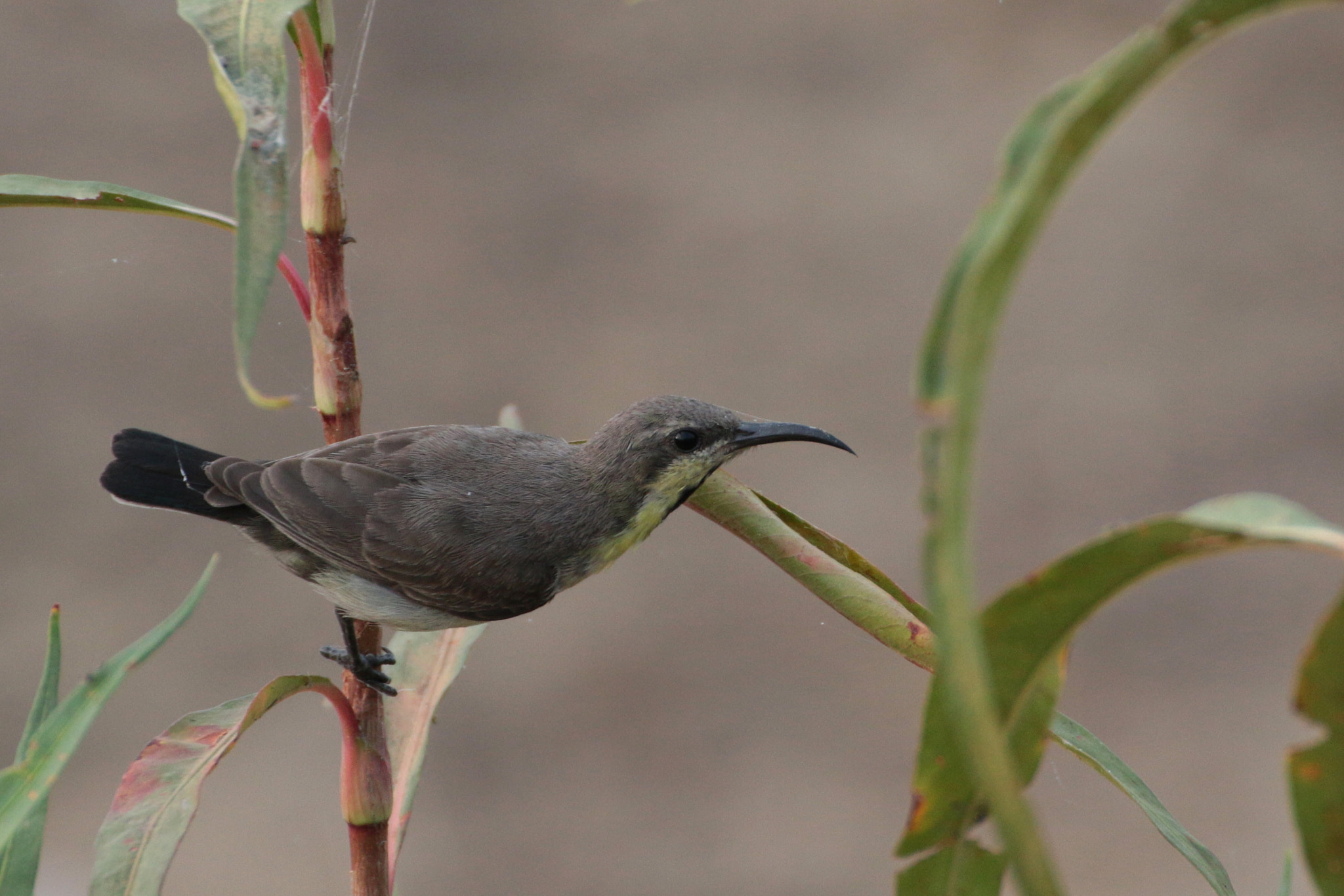 Canon EOS 70D + Tamron SP 35mm F1.8 Di VC USD sample photo. Sunbird photography