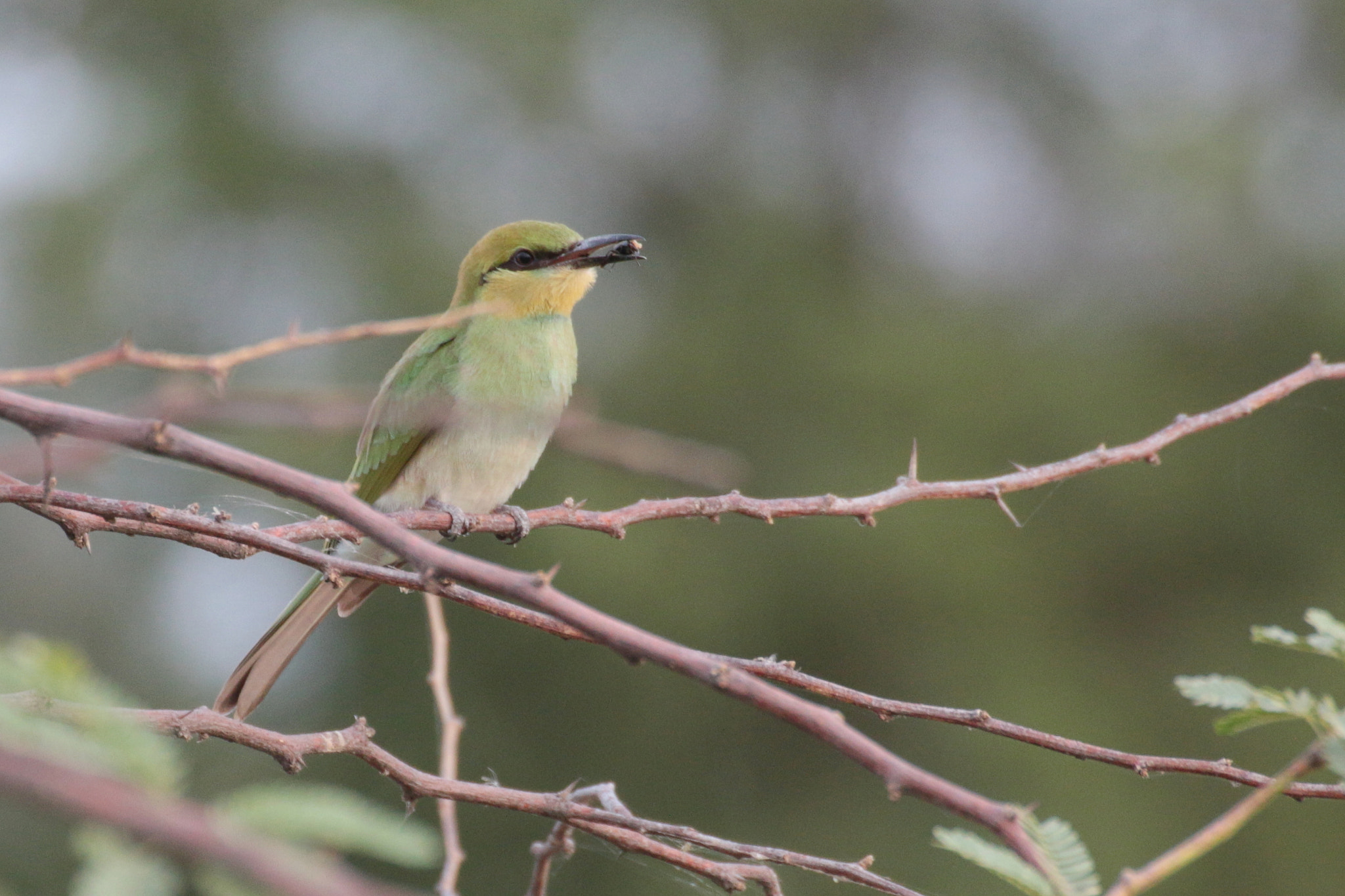 Canon EOS 70D + Tamron SP 35mm F1.8 Di VC USD sample photo. Green bee eater photography