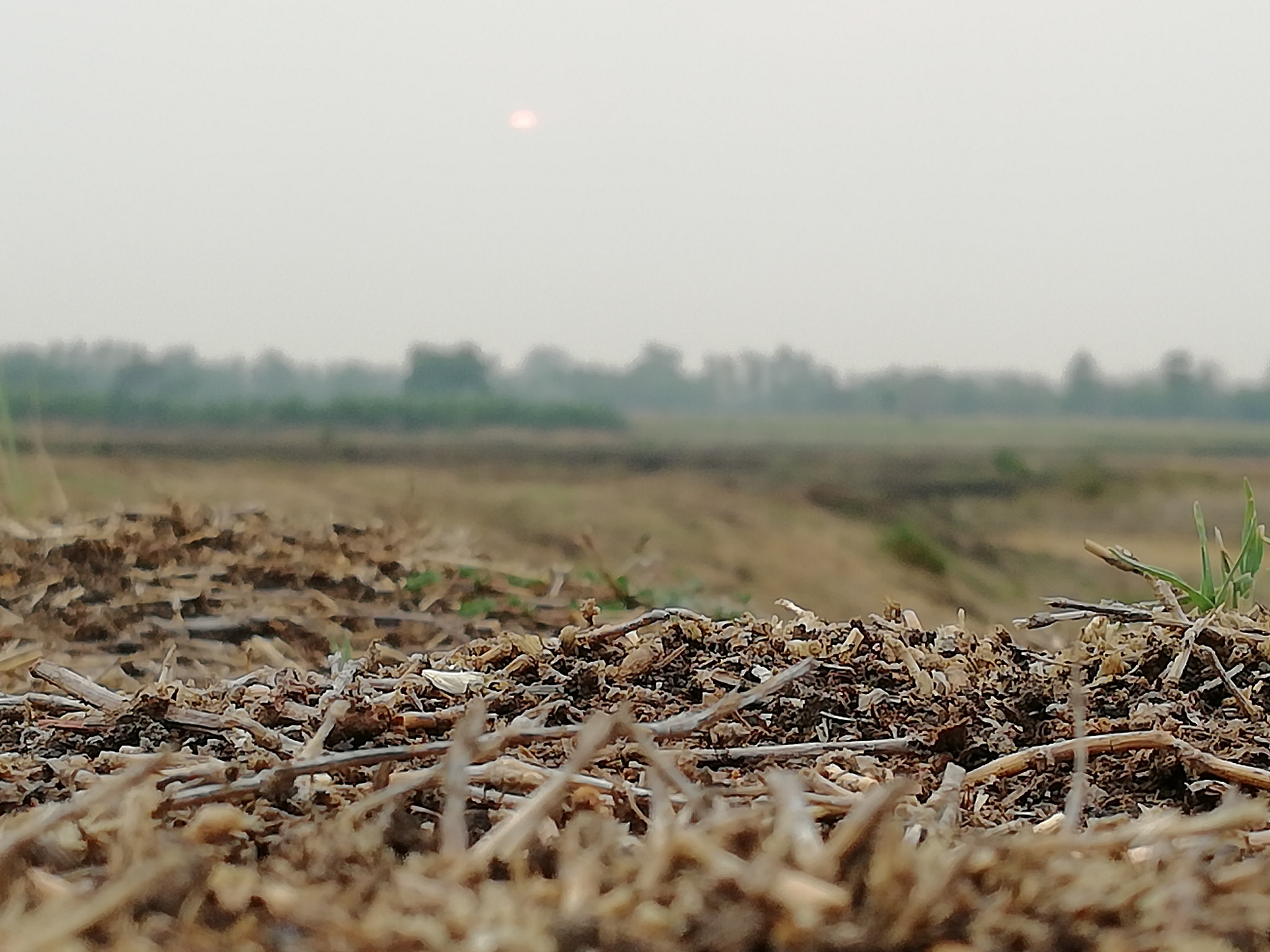 HUAWEI nova 2i sample photo. Hot summer photography