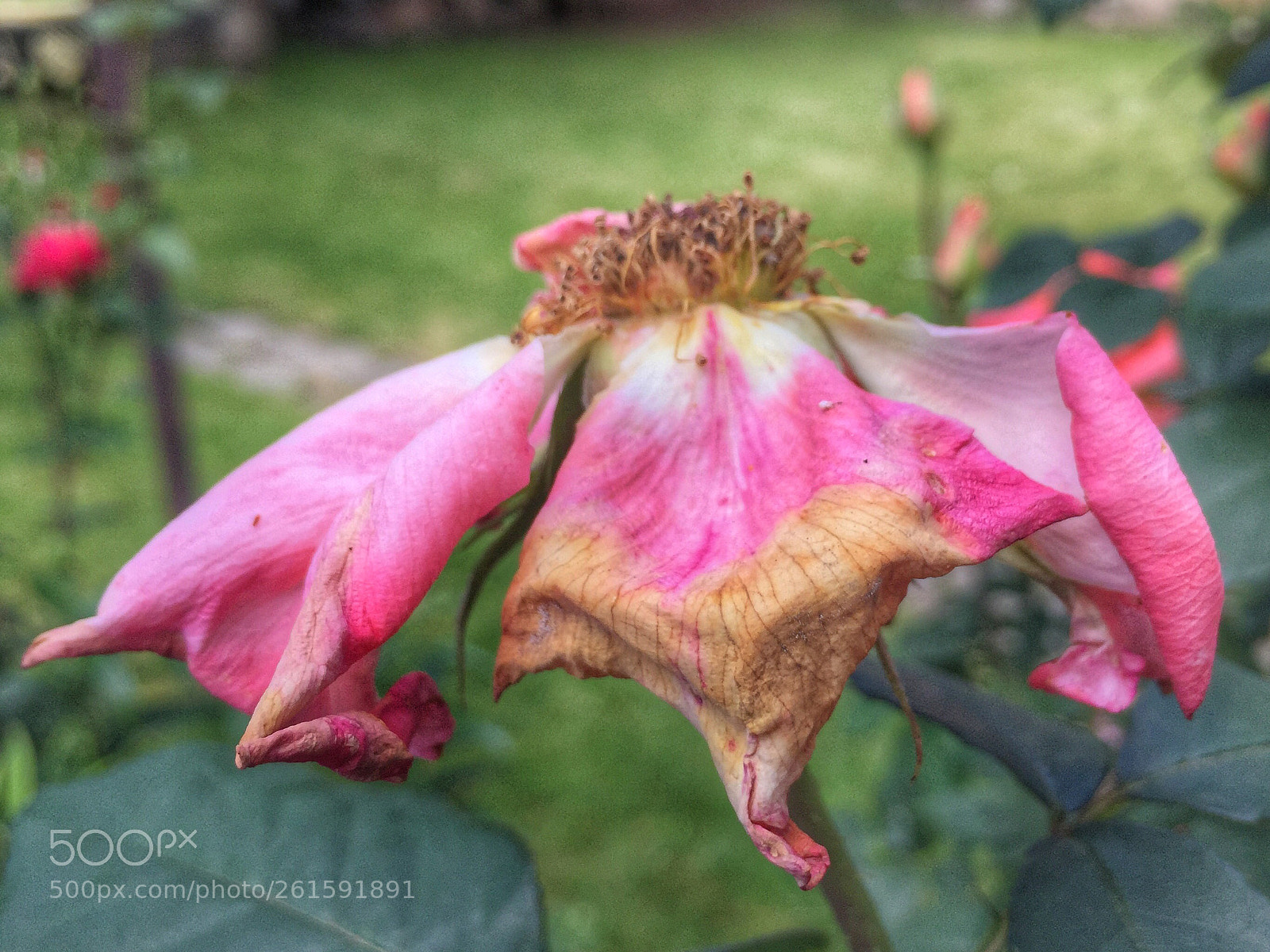 Apple iPhone 6 sample photo. Rose photography