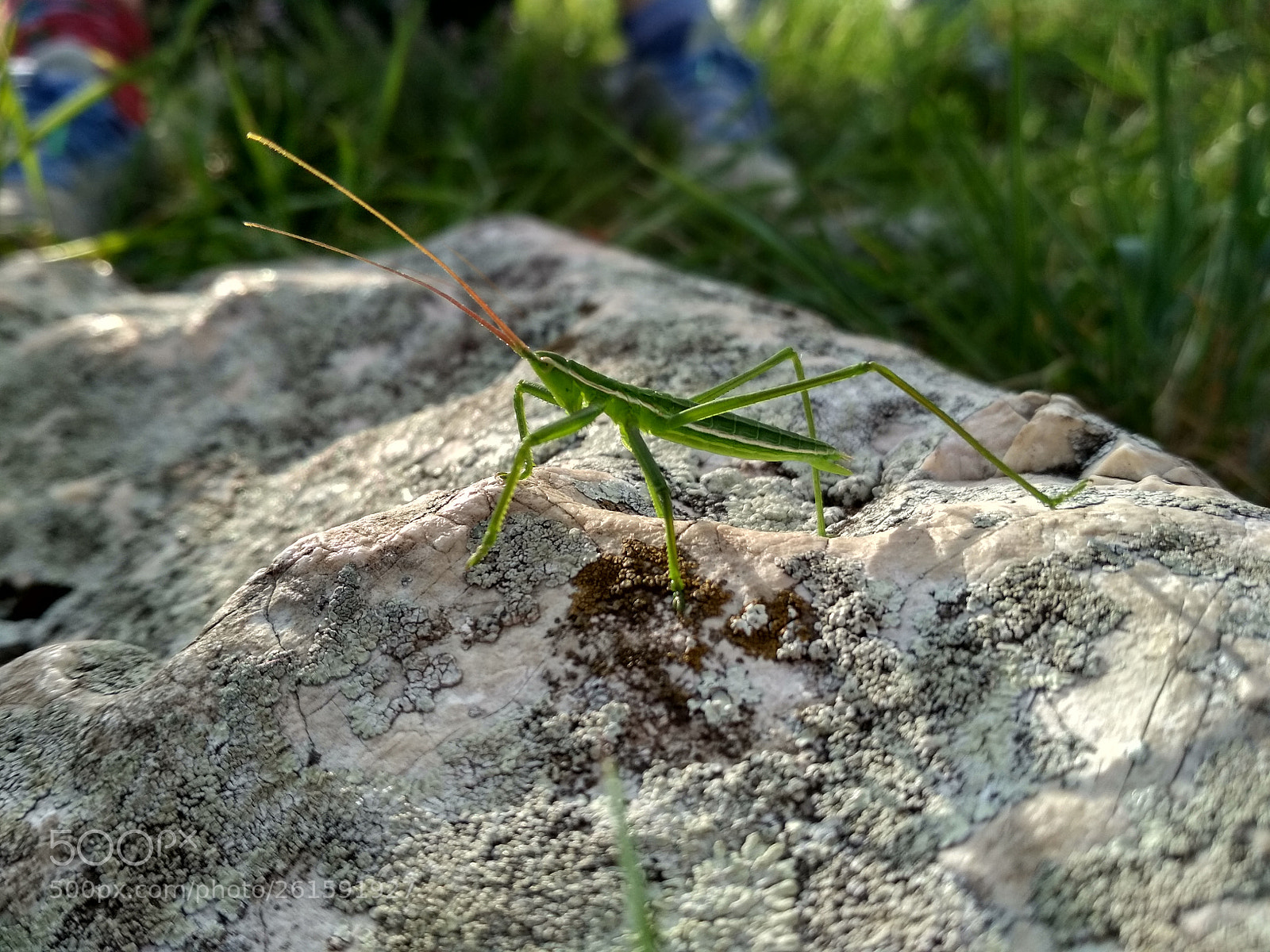 Xiaomi Redmi 4X sample photo. Saga pedo photography