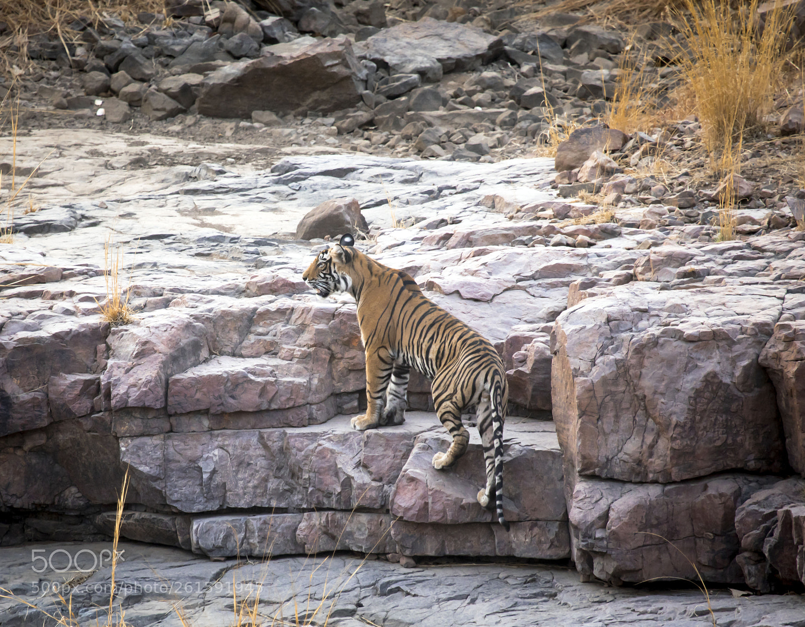 Canon EOS 5D Mark IV sample photo. Ranthambore photography