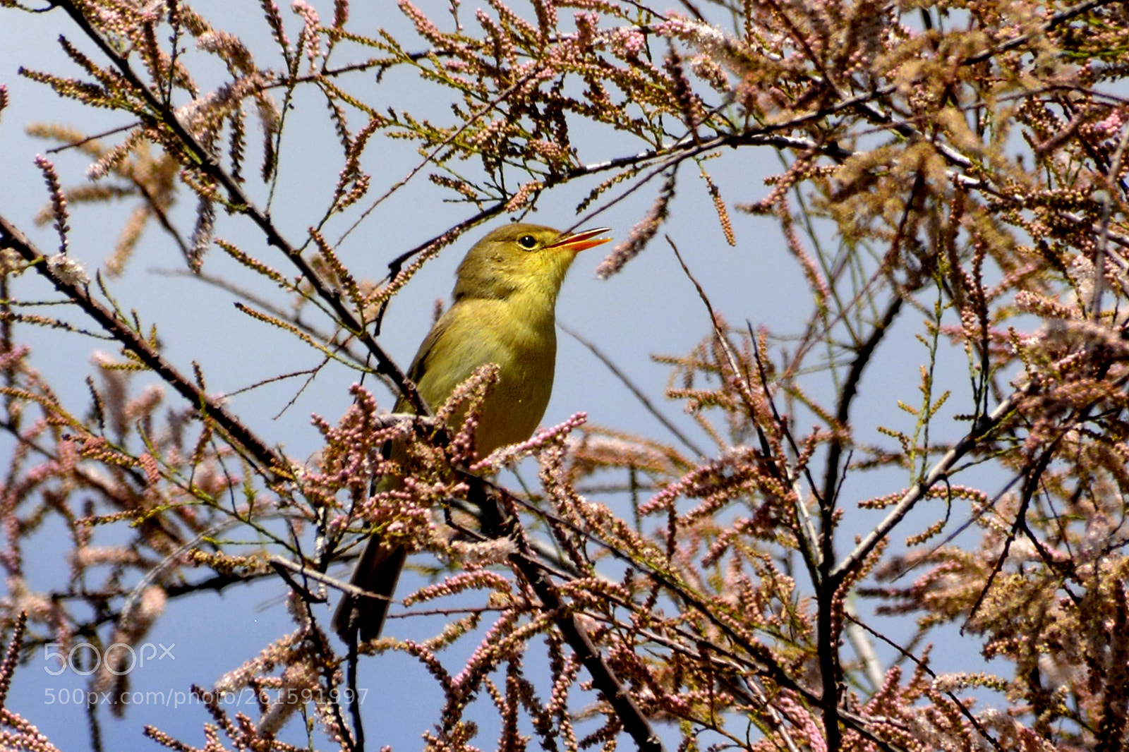Nikon D5200 sample photo. Yellow photography