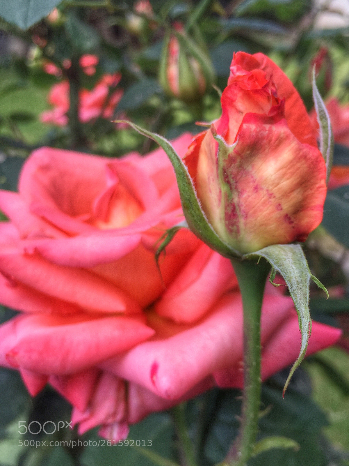 Apple iPhone 6 sample photo. Rose photography