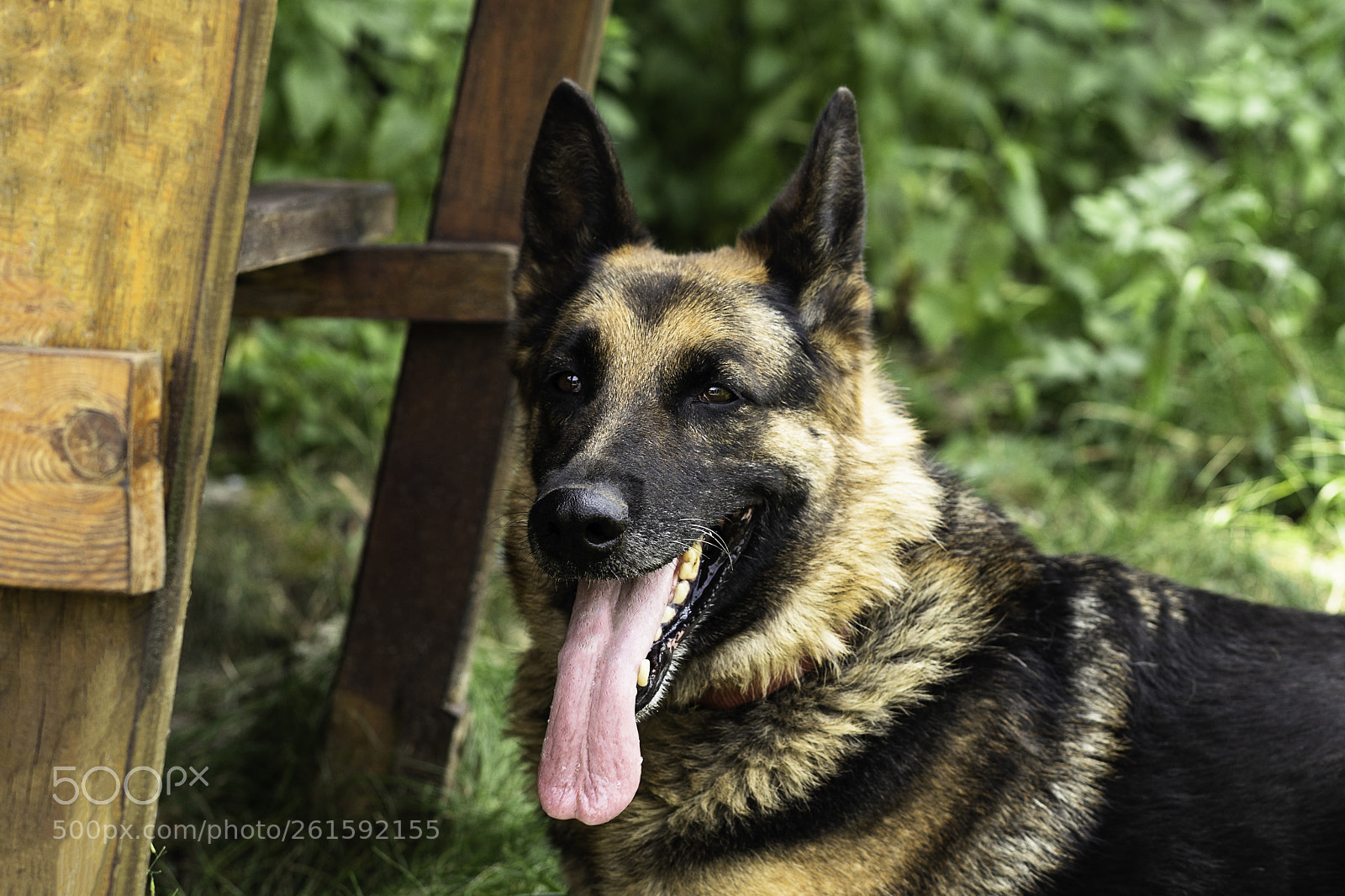 Canon EOS 6D sample photo. My lovely dog photography