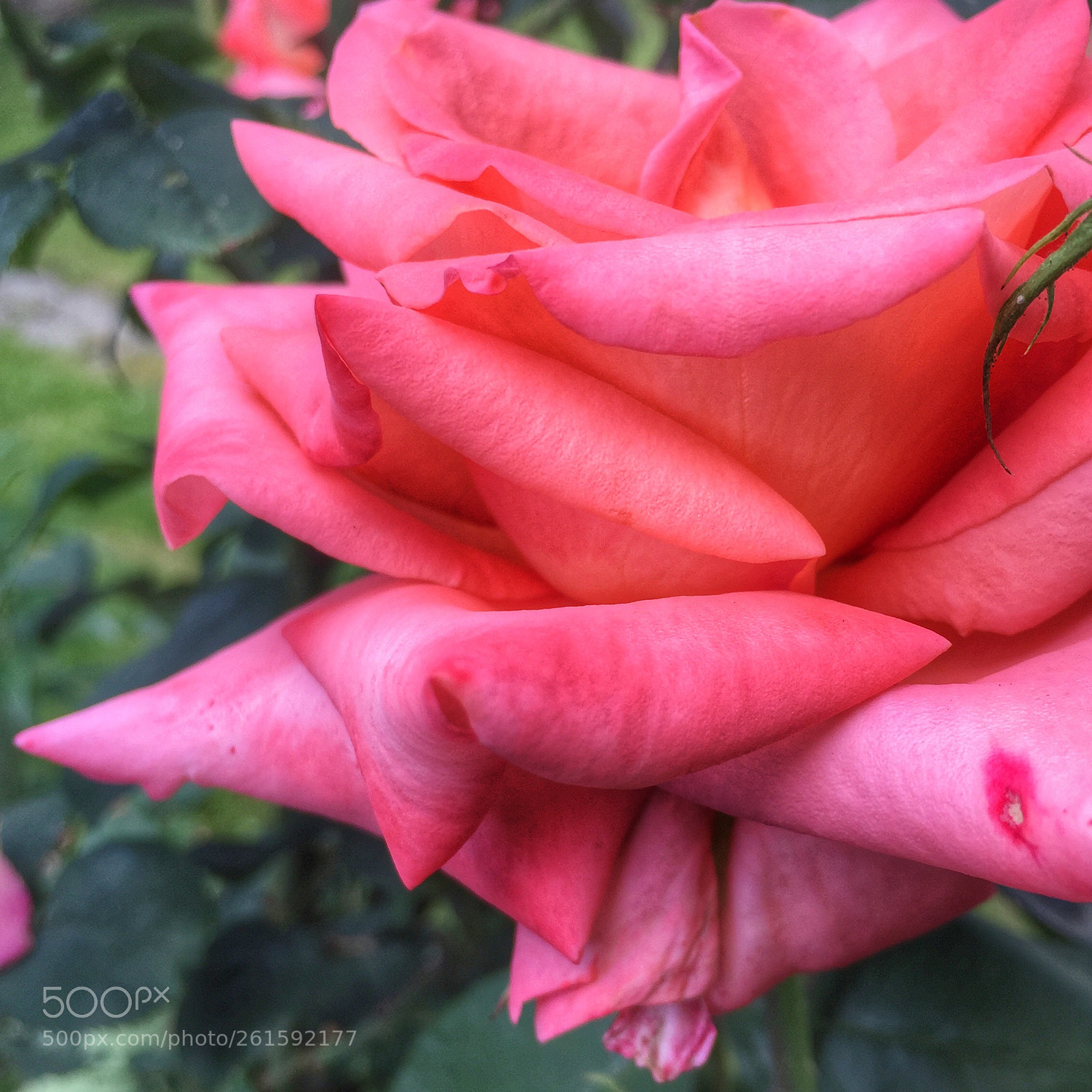 Apple iPhone 6 sample photo. Rose photography