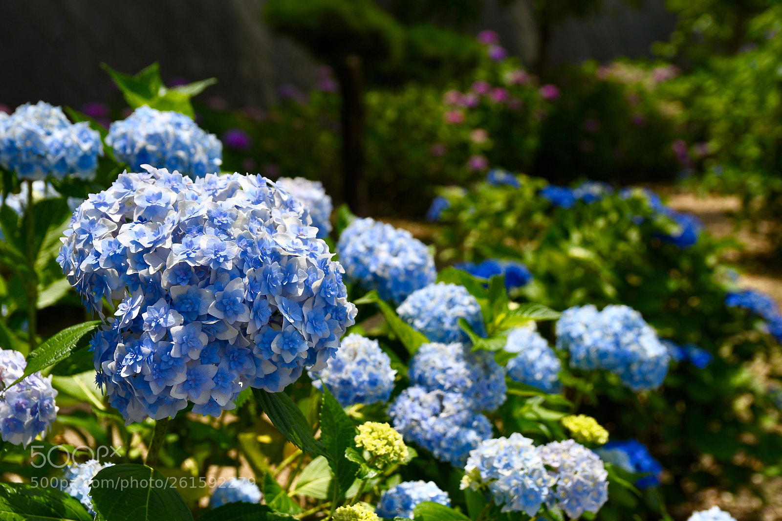 Nikon D500 sample photo. Hydrangea photography