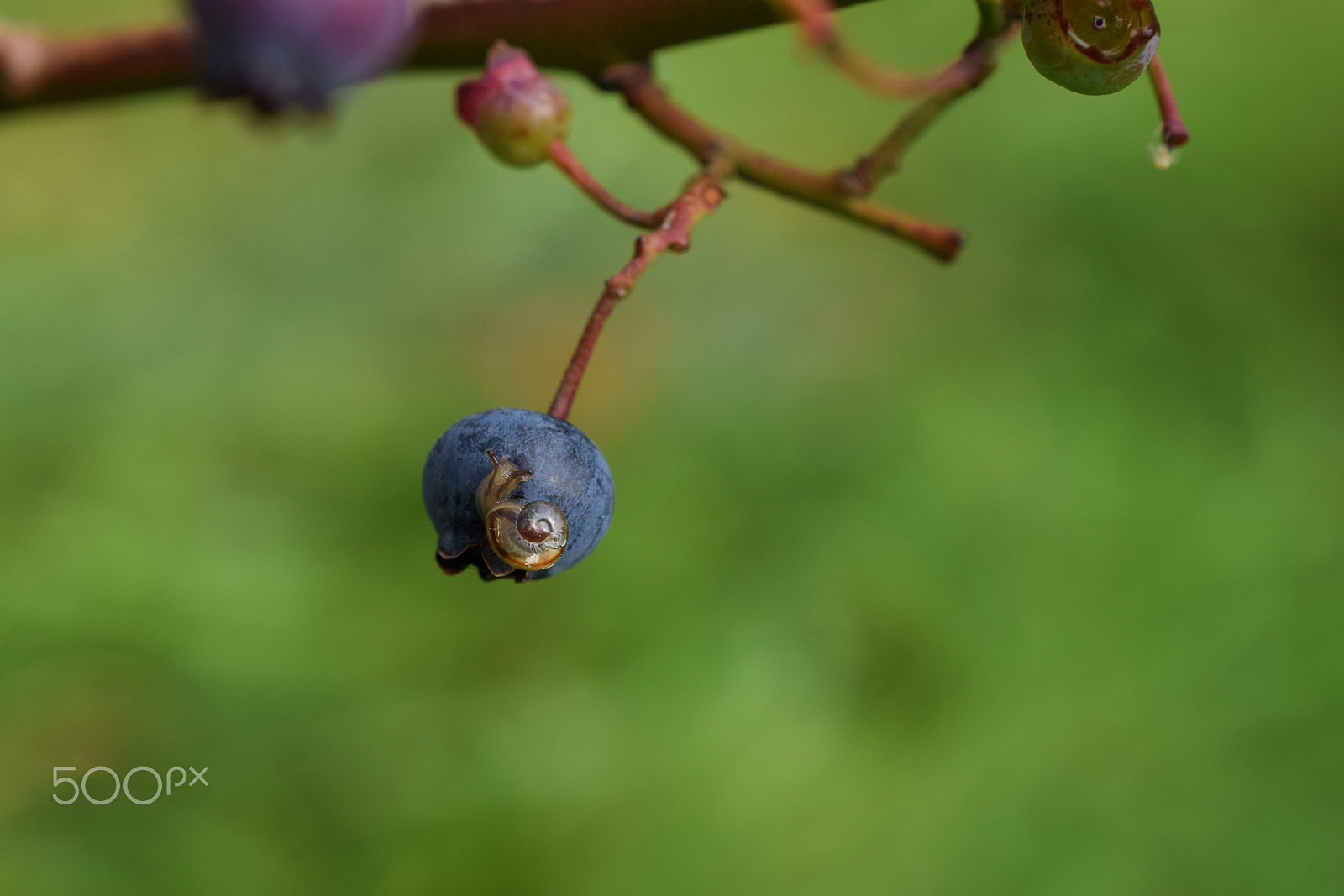 Nikon D5300 sample photo. Blueberry snail photography