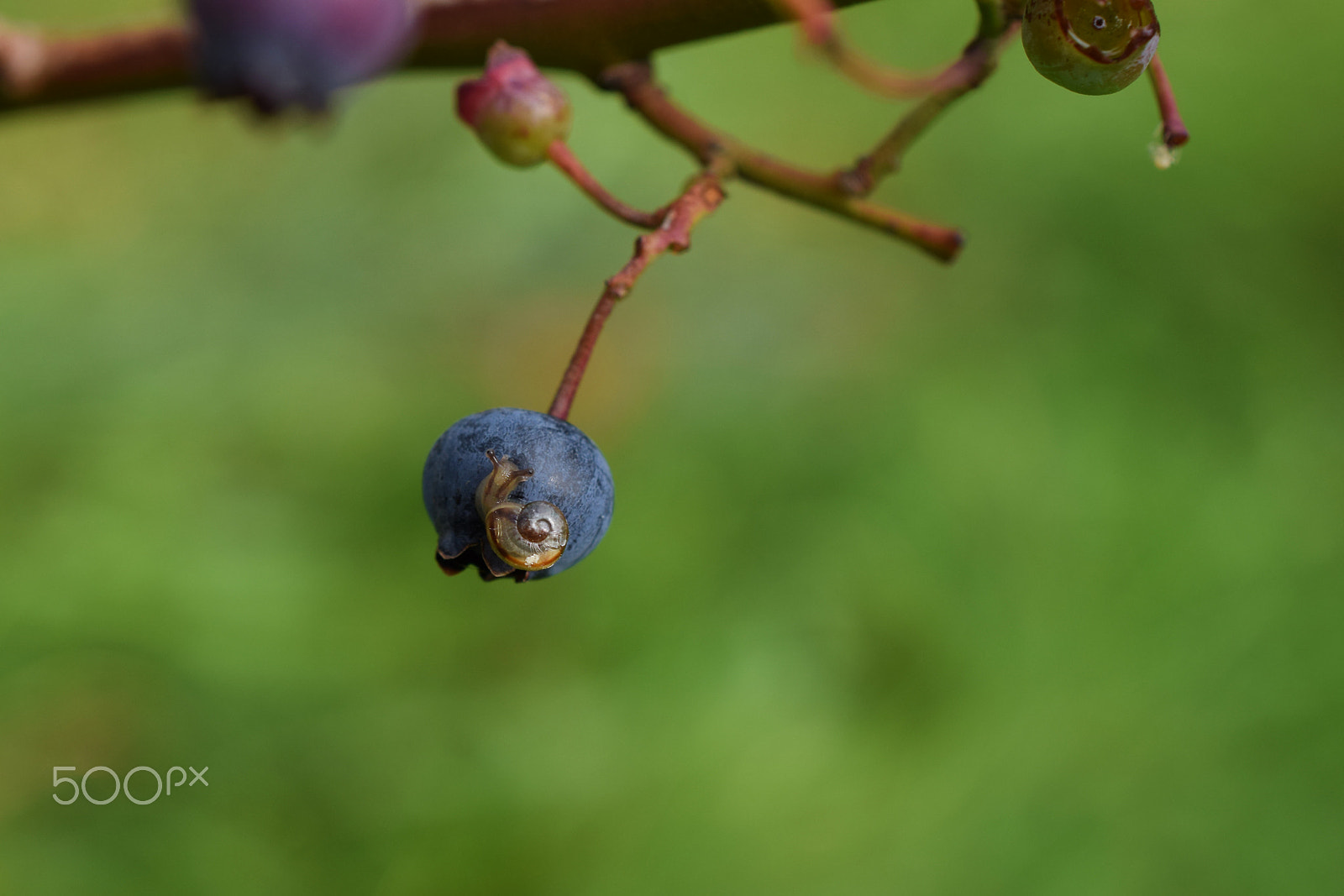 Nikon D5300 + Nikon AF-S DX Micro Nikkor 40mm F2.8 sample photo. Blueberry snail photography