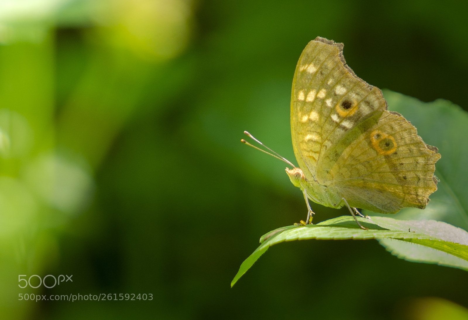 Sony a7 II sample photo. _dsc1237.1.jpg photography