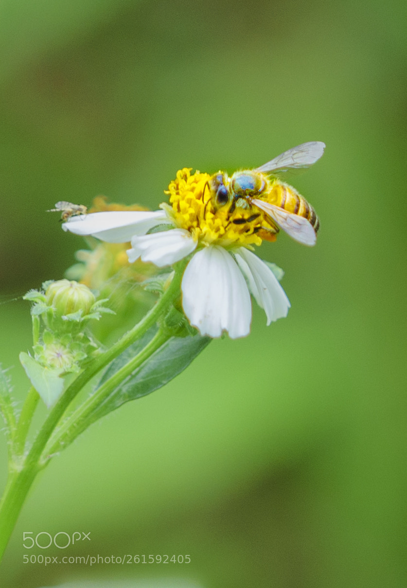 Sony a7 II sample photo. _dsc1452.1.jpg photography