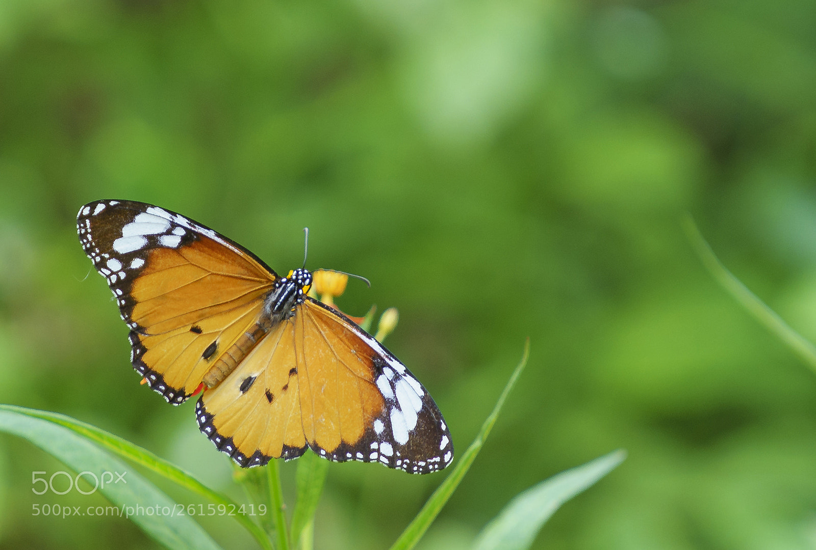 Sony a7 II sample photo. _dsc1434.1.jpg photography