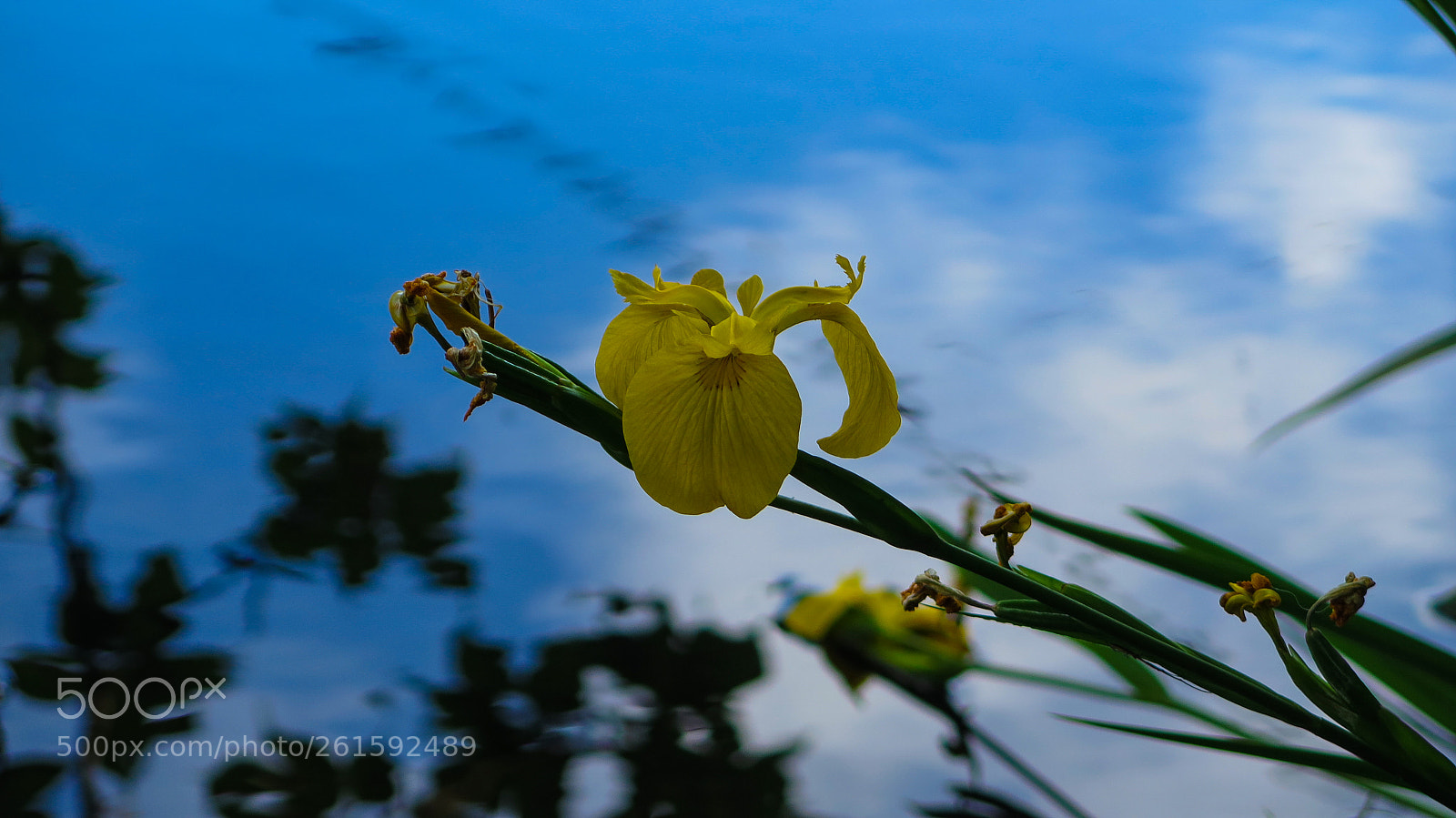 Canon PowerShot G16 sample photo. Yellow iris photography