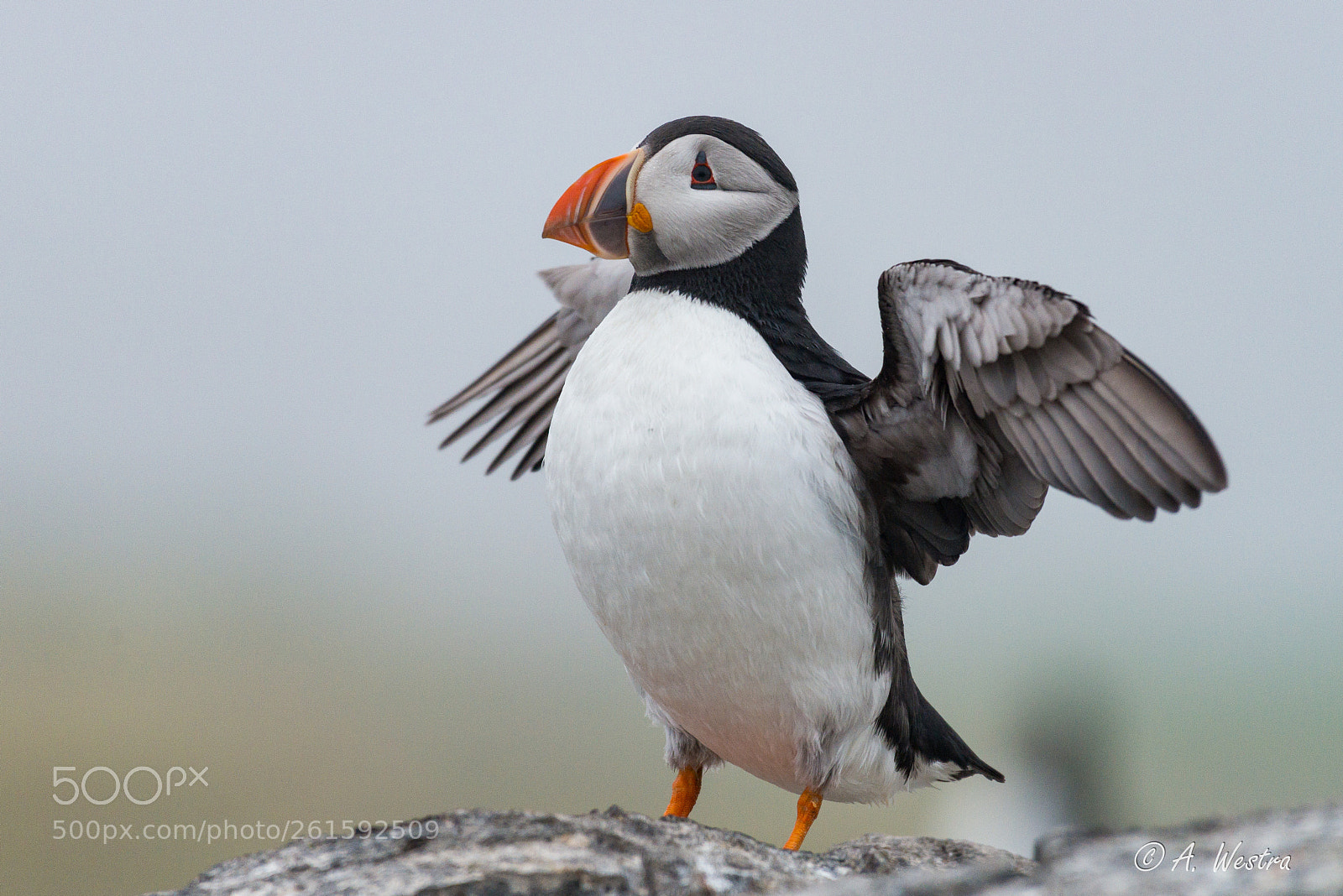 Nikon D800 sample photo. Puffin photography