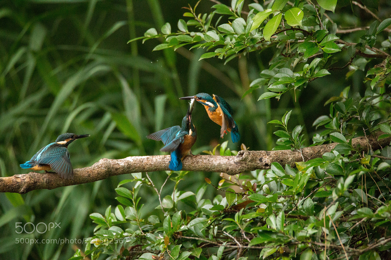 Canon EOS 6D sample photo. Kingfisher photography