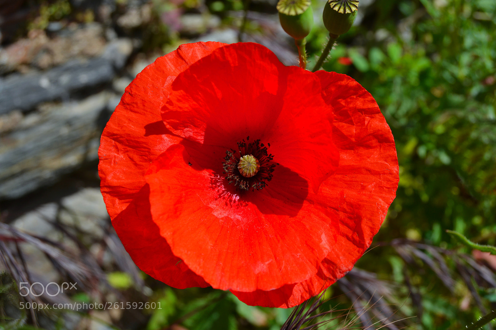 Nikon D3100 sample photo. Amapola. papaver rhoeas photography