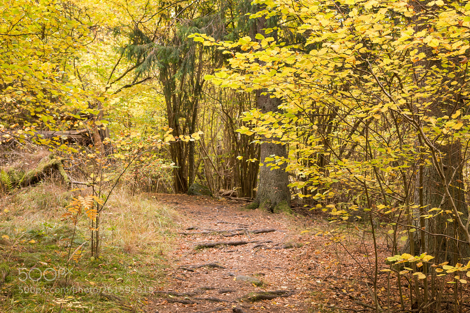 Canon EOS 70D sample photo. Autumn leaves photography