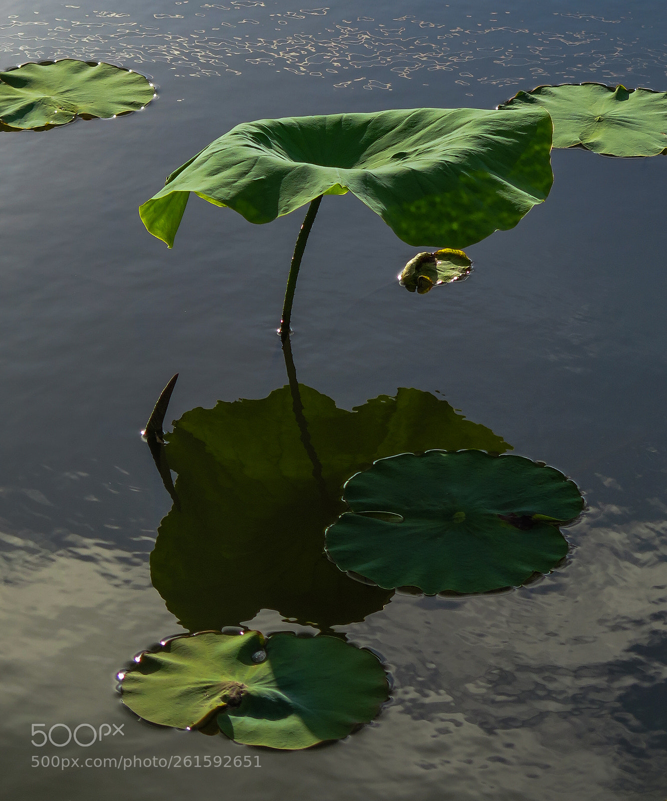 Canon PowerShot G16 sample photo. Lotus leaf photography