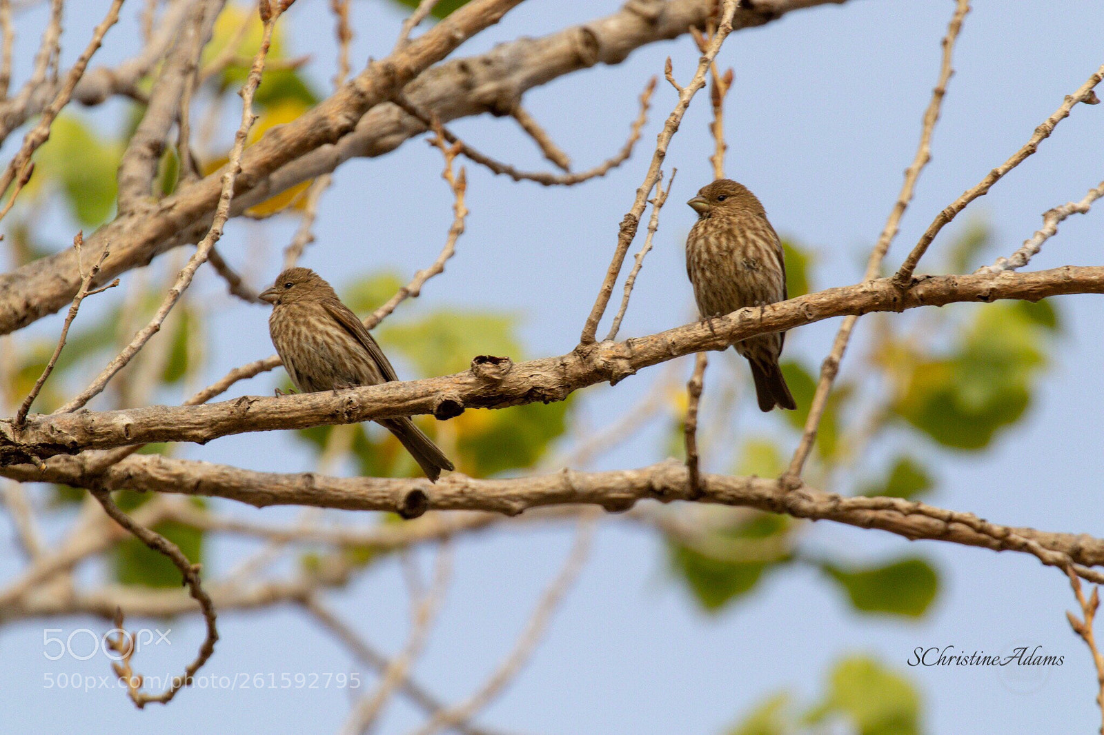 Canon EOS 7D Mark II sample photo. Birds of a feather.... photography