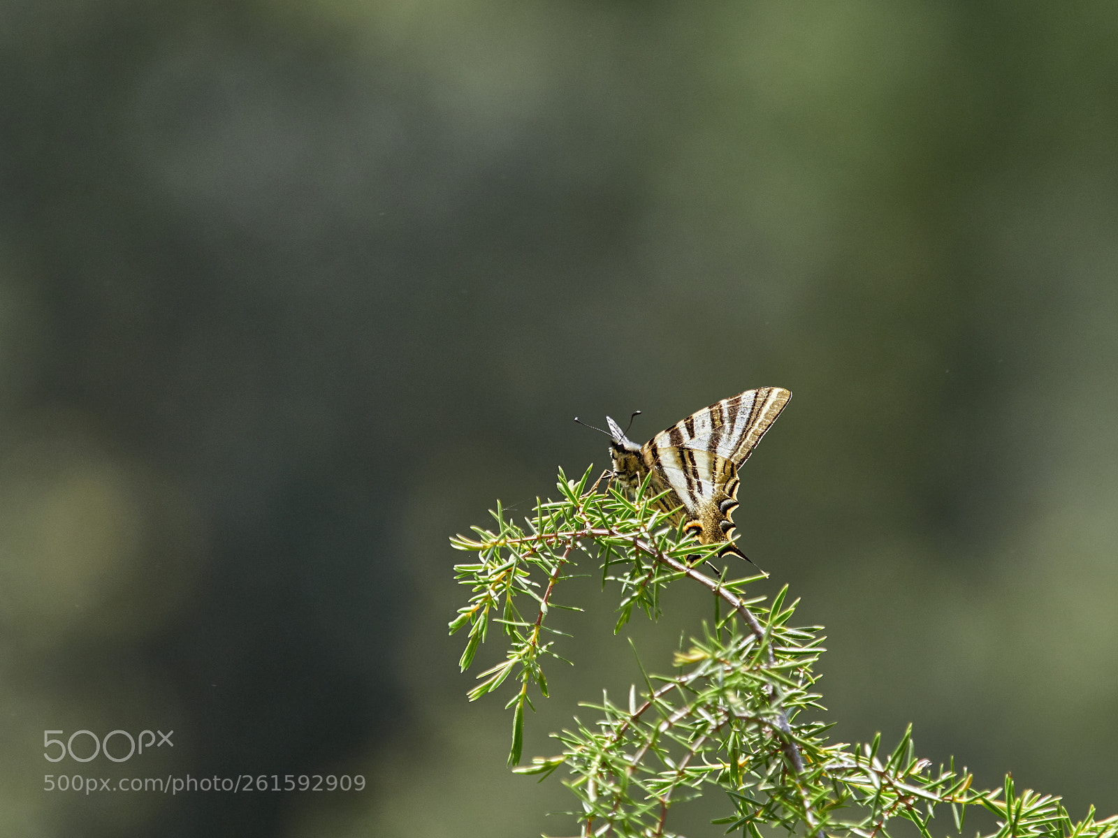 Olympus OM-D E-M1 Mark II sample photo. Butterfly photography