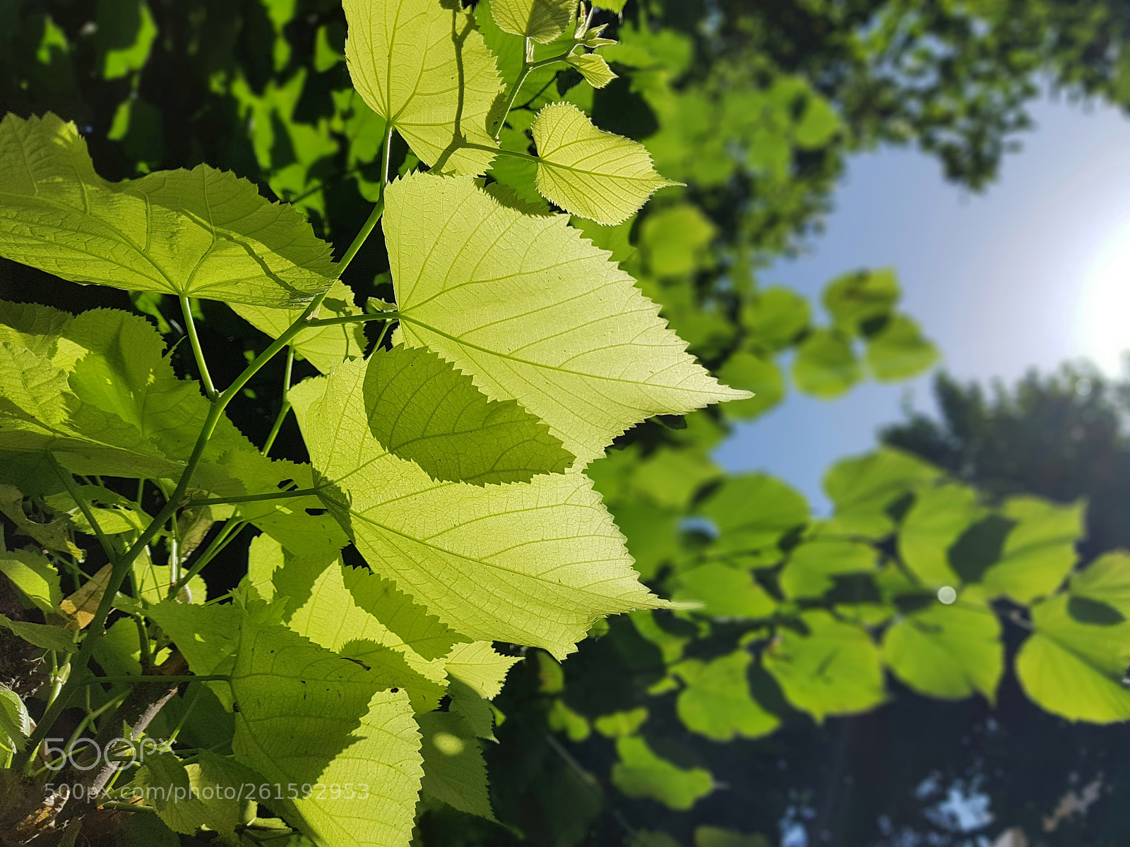 Samsung Galaxy S7 sample photo. Hearts photography