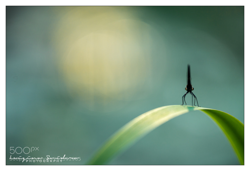 Sony a7 sample photo. Damselfly photography