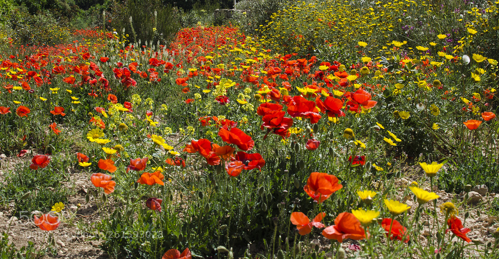 Nikon D7000 sample photo. Coloured flowers photography
