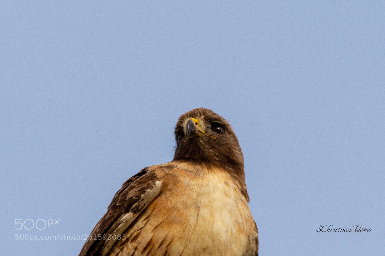 Canon EOS 7D Mark II sample photo. Red tail portrait photography
