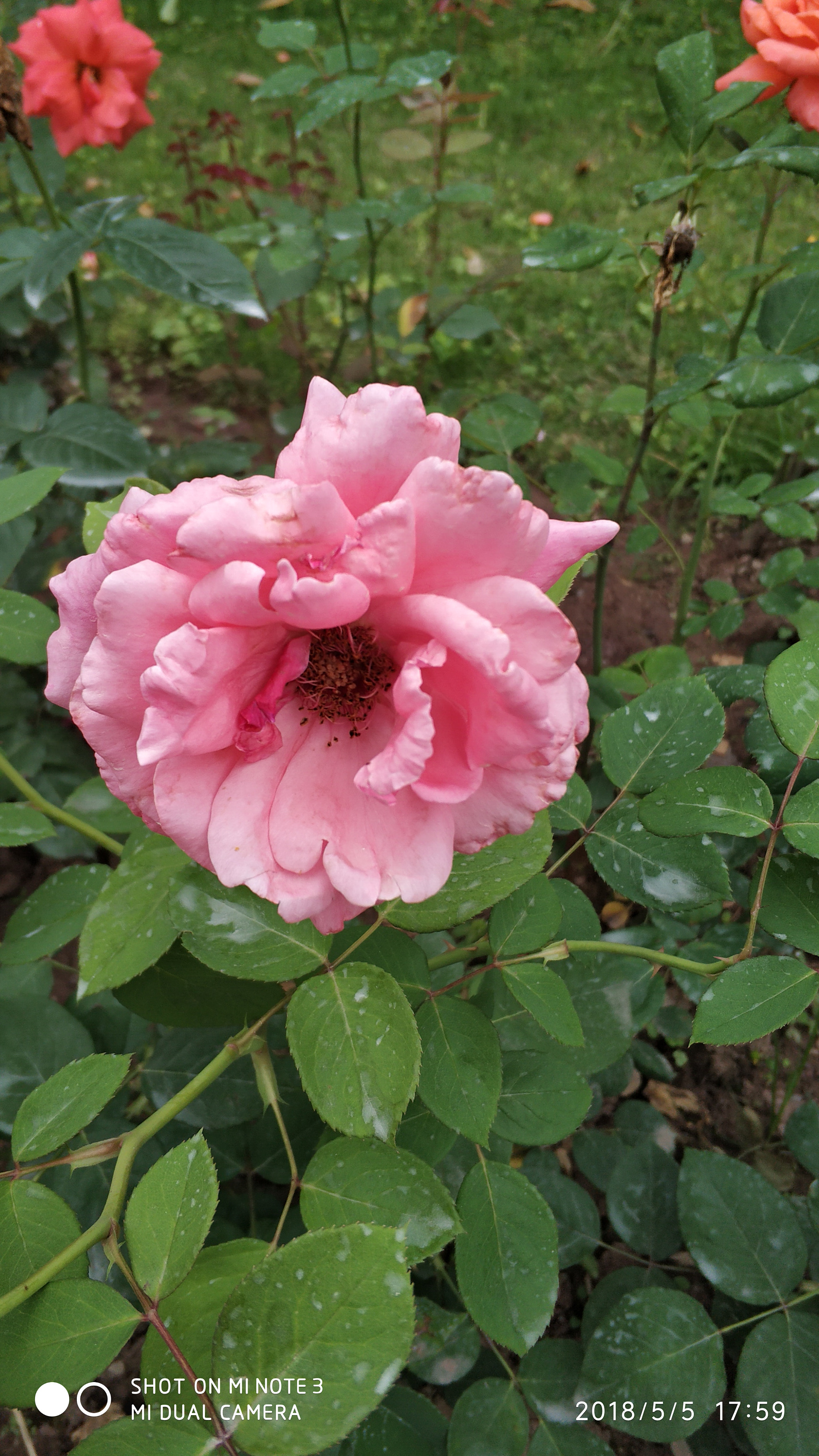 Xiaomi Mi Note 3 sample photo