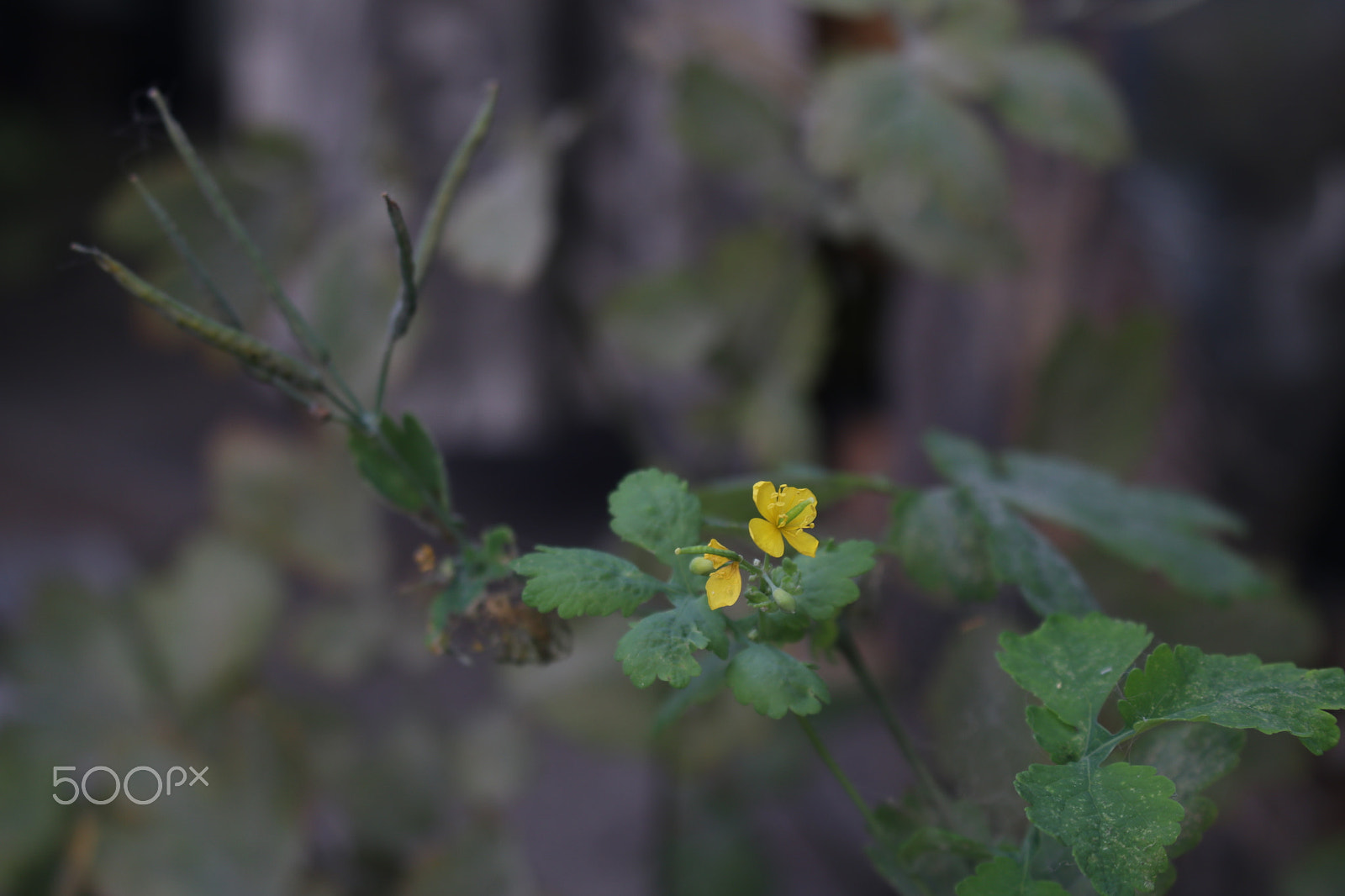 Canon EOS 80D sample photo. Chelidonium majus photography