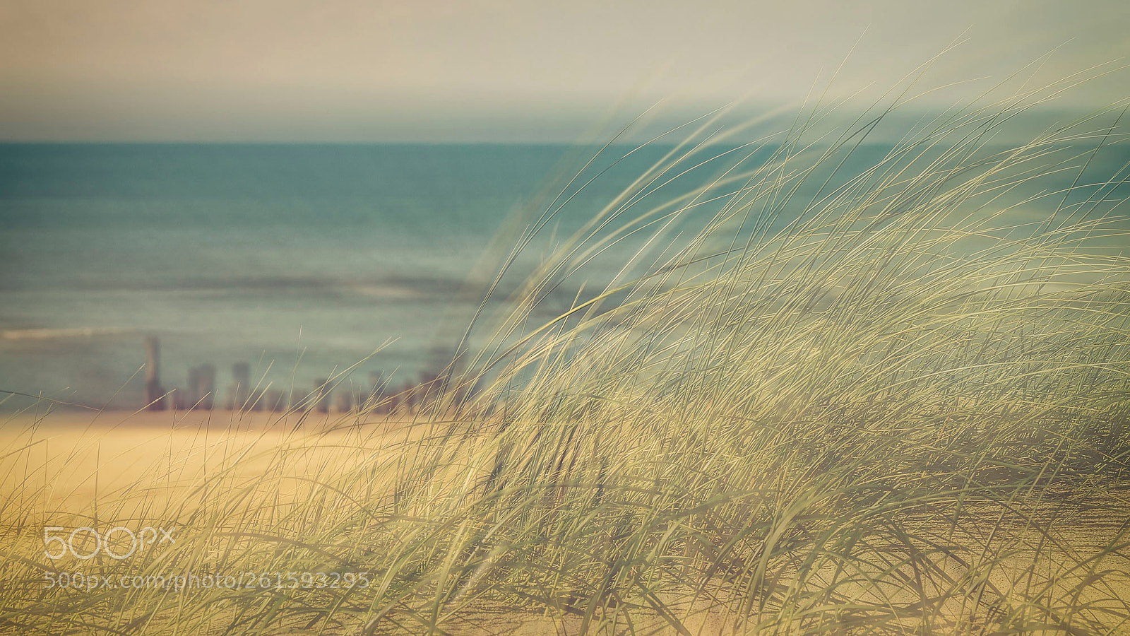 Olympus OM-D E-M5 II sample photo. Listen to the wind photography