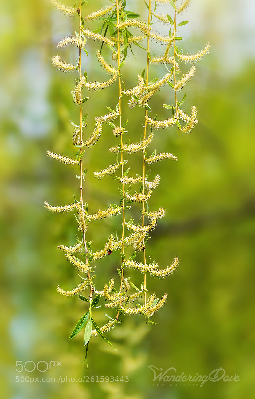 Nikon D3200 sample photo. Leafy curtain photography