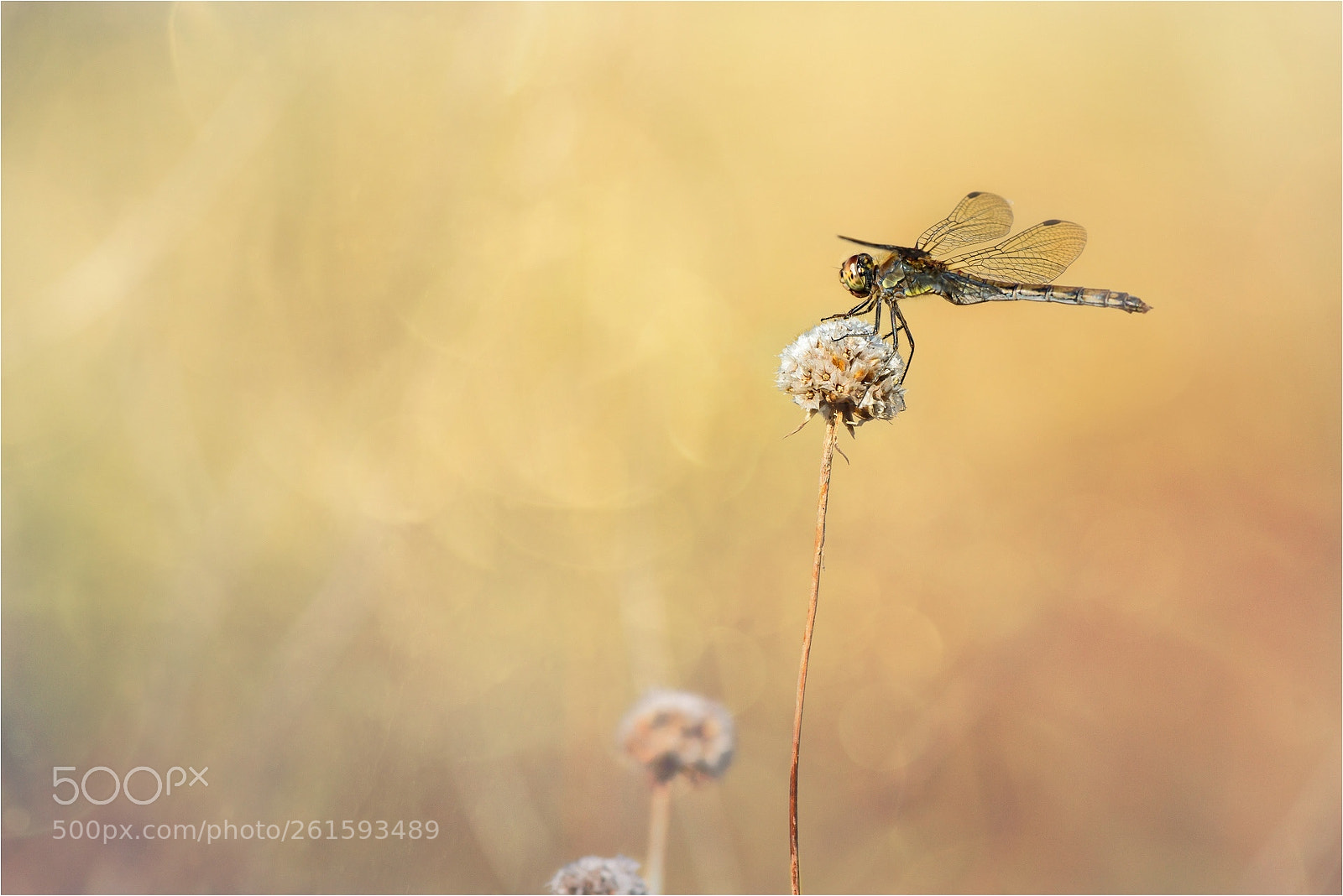 Nikon D800 sample photo. Common darter photography