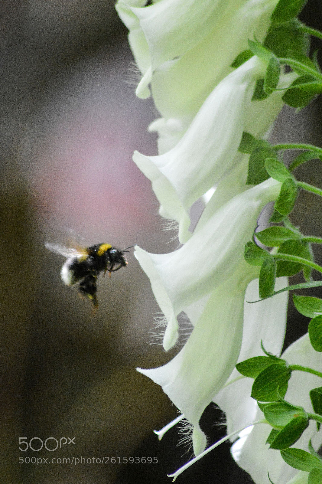 Nikon D3200 sample photo. Bumblebee & white foxgloves photography