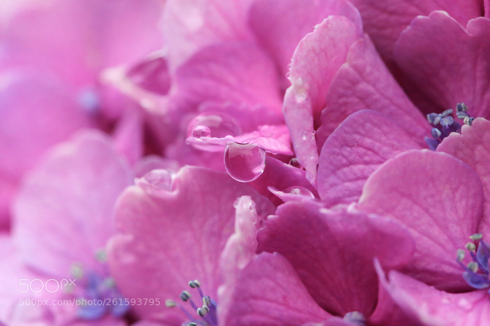 Canon EOS 6D sample photo. Rainy season 1 photography